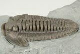 Huge, Flexicalymene Trilobite - Monroe, Ohio #203136-2